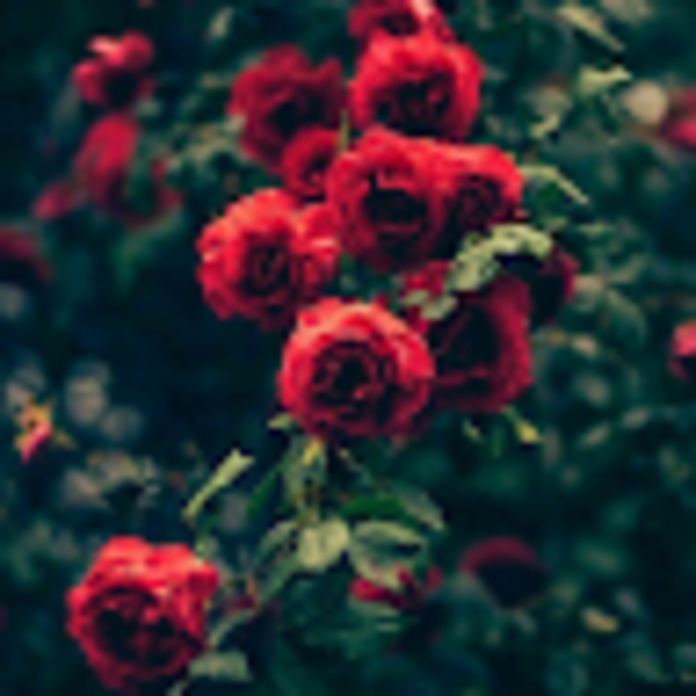 Meet your Posher, Julia